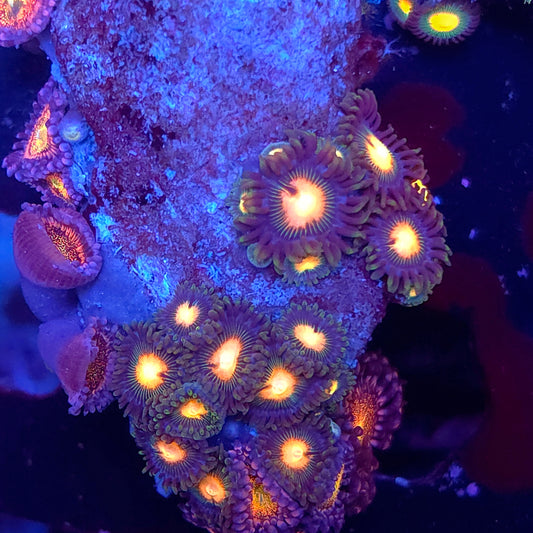 Zoa Combo Rock