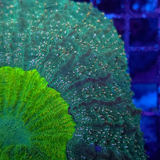 Toxic Center Orange Splatter Acantho (Video in pics)