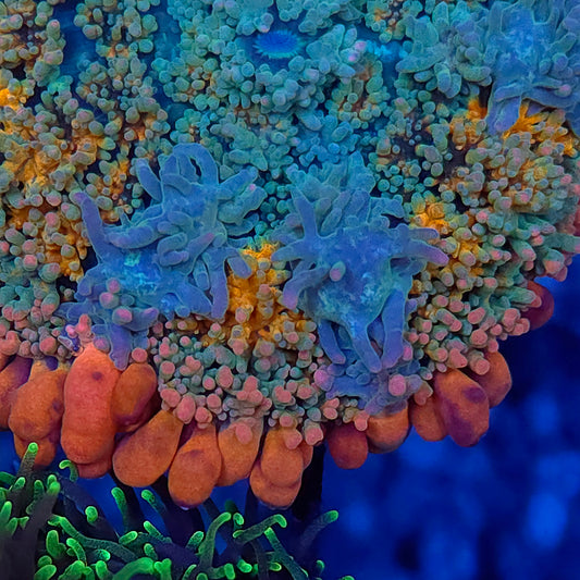 OMFG Bounce Rainbow Frank Mushroom (Video in pics)