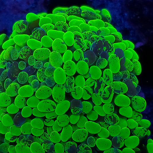 Toxic Splatter Hammer Mini Colony