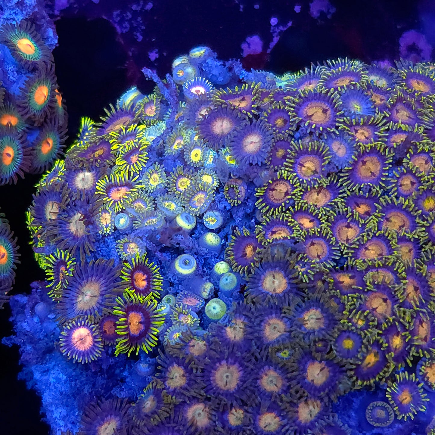 Laser Lemon Zoa Combo Rock Colony