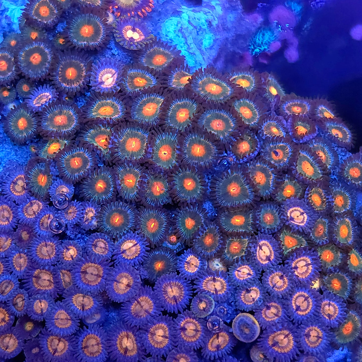 Wolverine Zoa Combo Rock XL