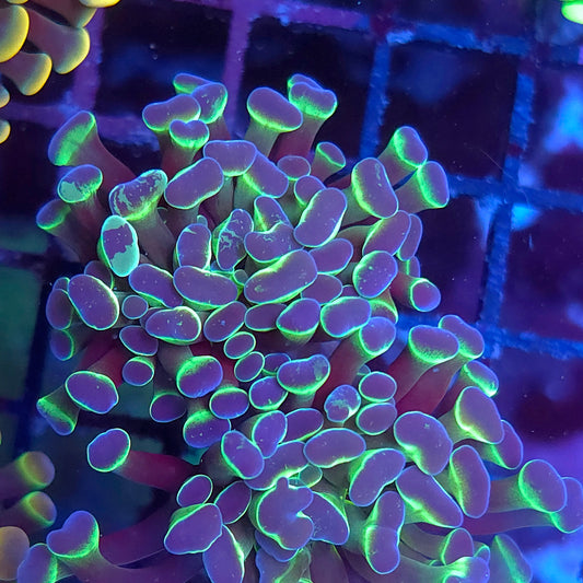 Crazy Speckled Hologram Hammer Splitting (Video in pics)