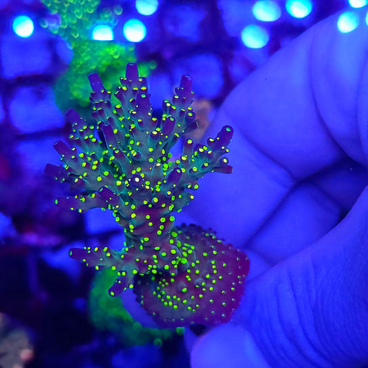 Crazy Bonsai Acro