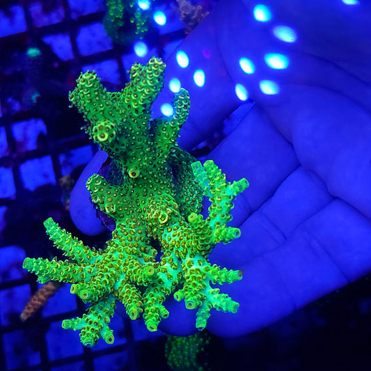 XL High Lighter Acro Colony
