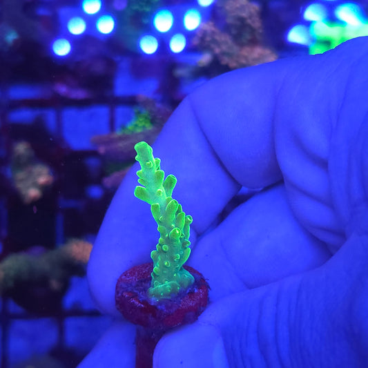 Neon Green Acro