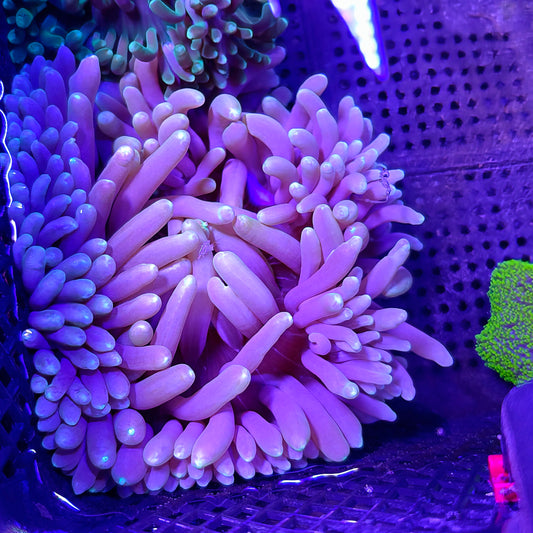 Colored Tip Purple Long Tentacle Anemone
