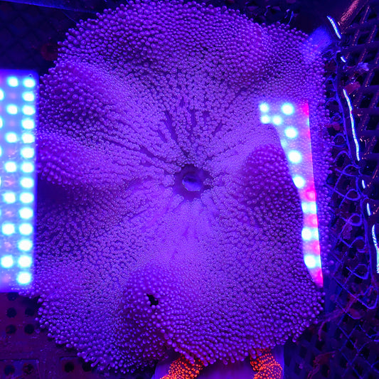 Purple Haddoni Carpet Anemone Medium