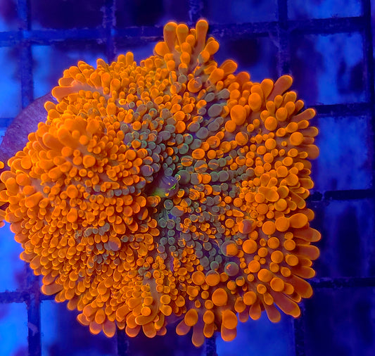 Bright Inferno Splatter Yuma (Video in pics)