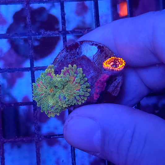 Rainbow Yuma with Utter Chaos Zoa