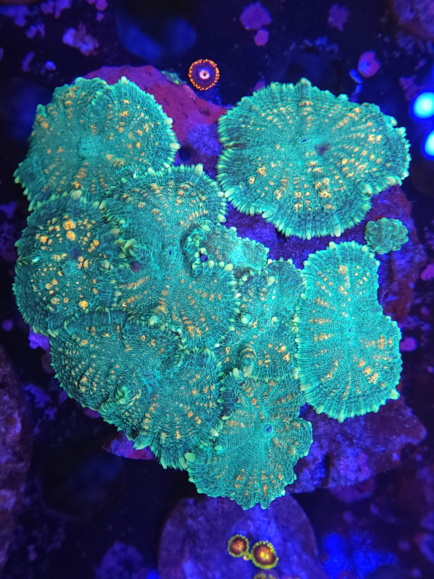 Orange splatter Mushroom Rock
