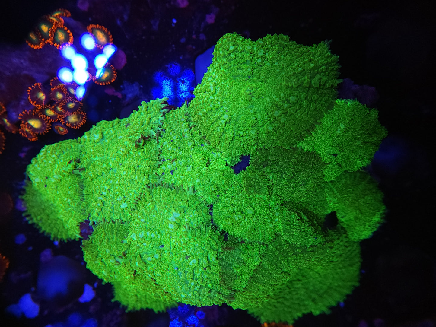 XL Toxic Mushroom Colony starting to bounce