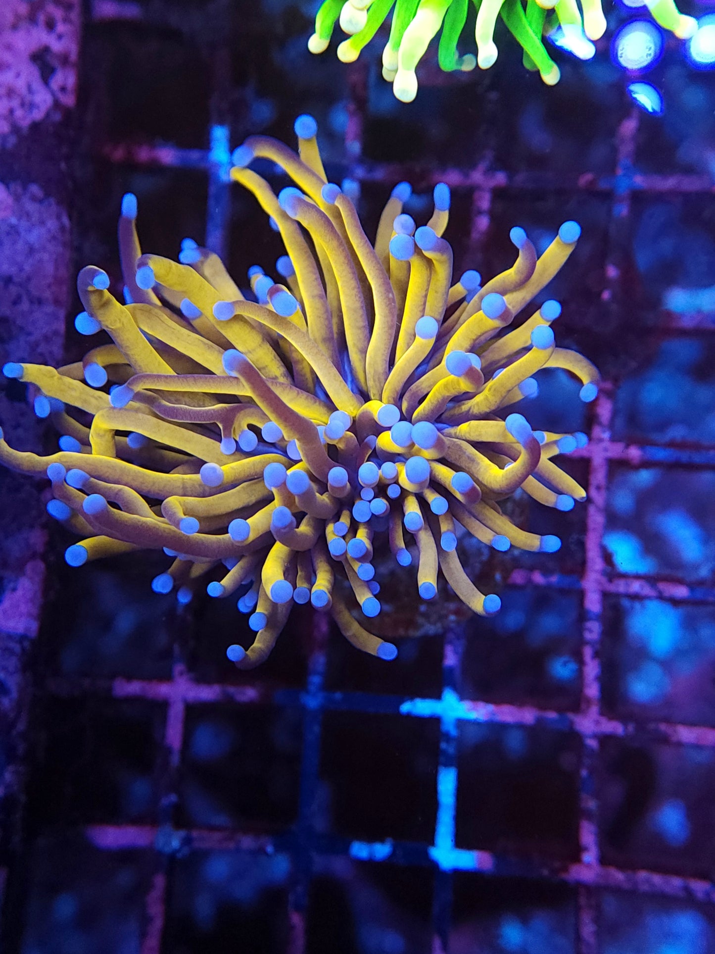 24K Gold Torch (Video in pics)