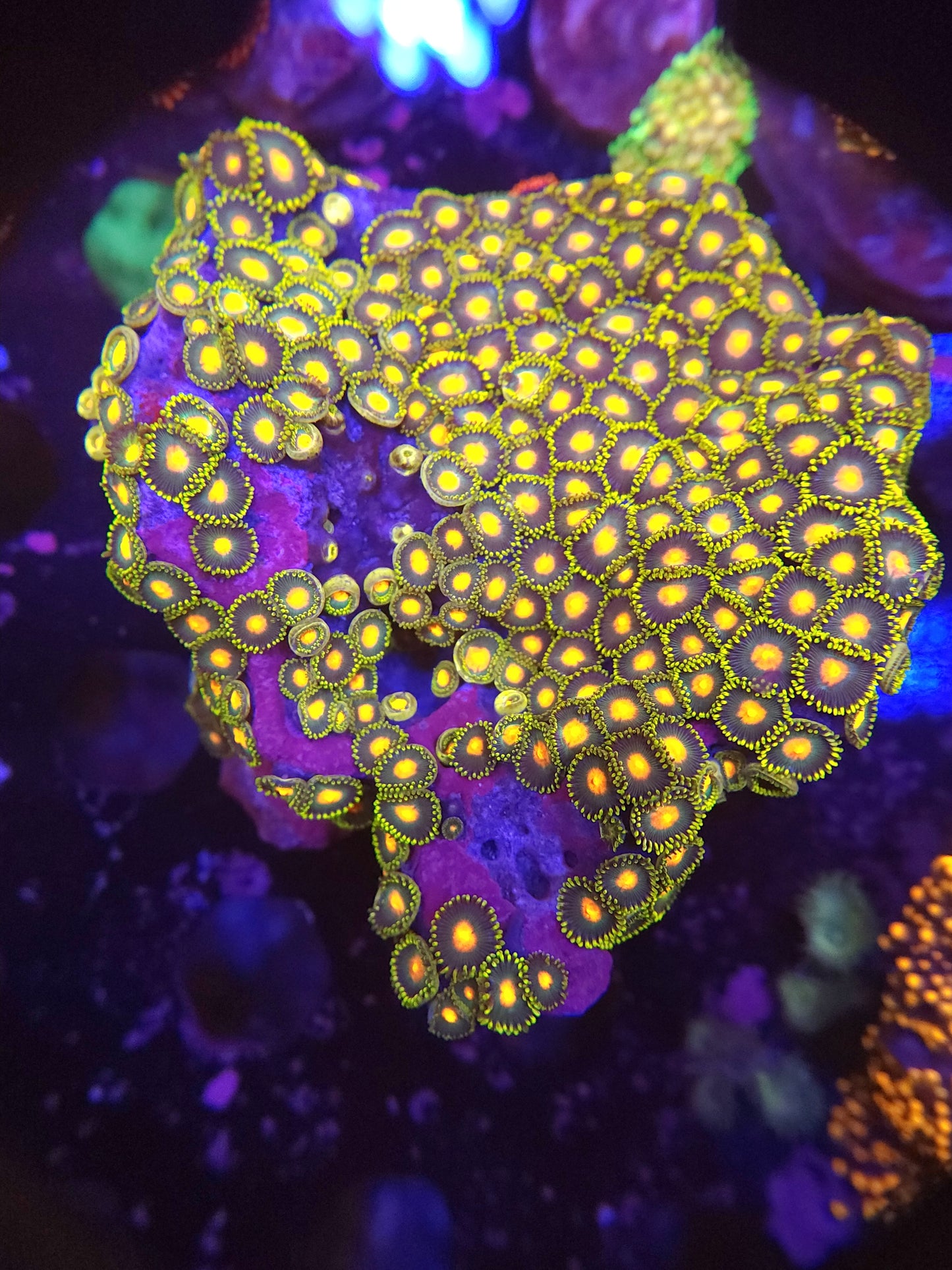 XL Ultra Zoa Colony