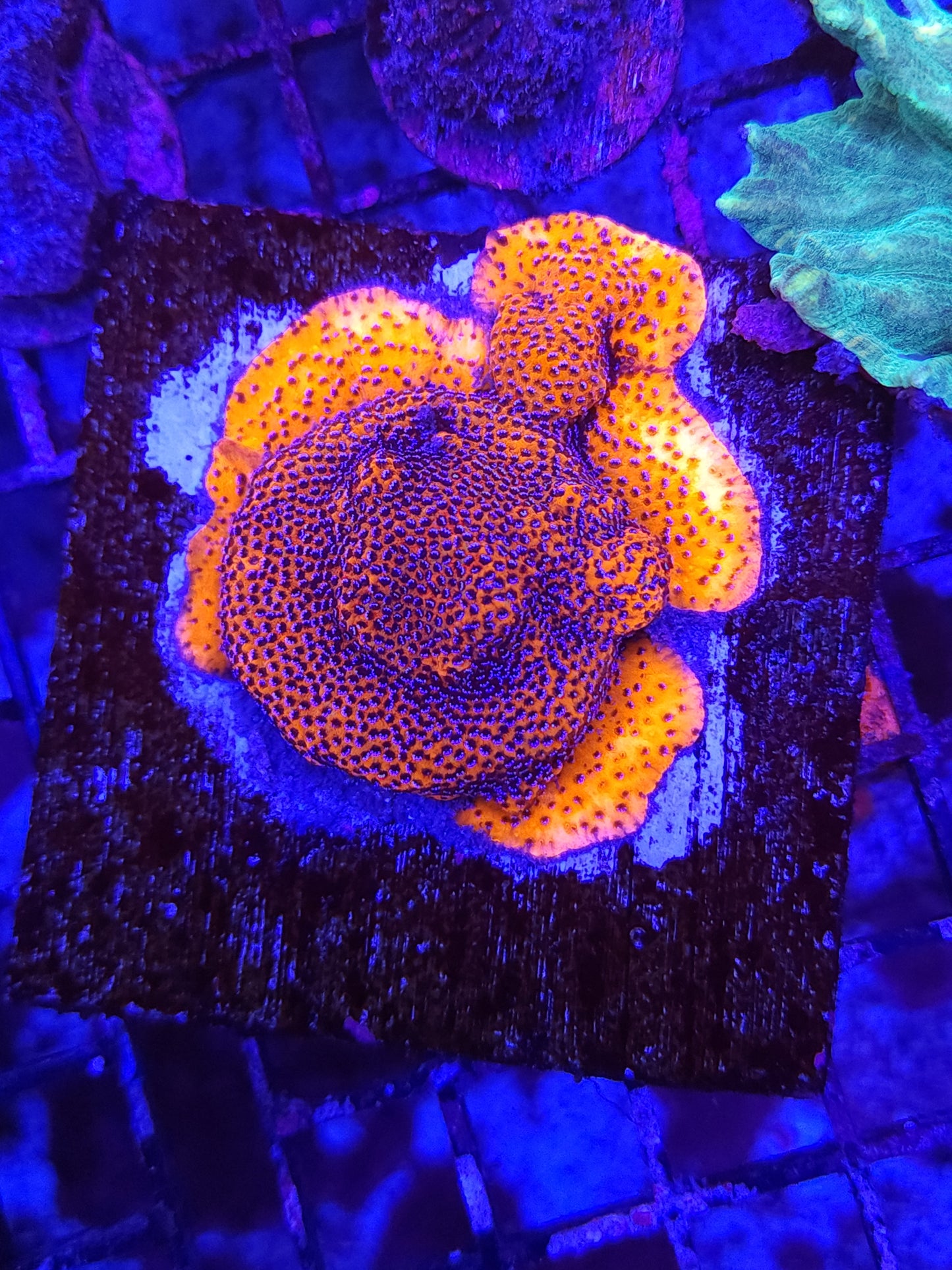 Mystic Sunset Monti on 3 inch Growout Tile