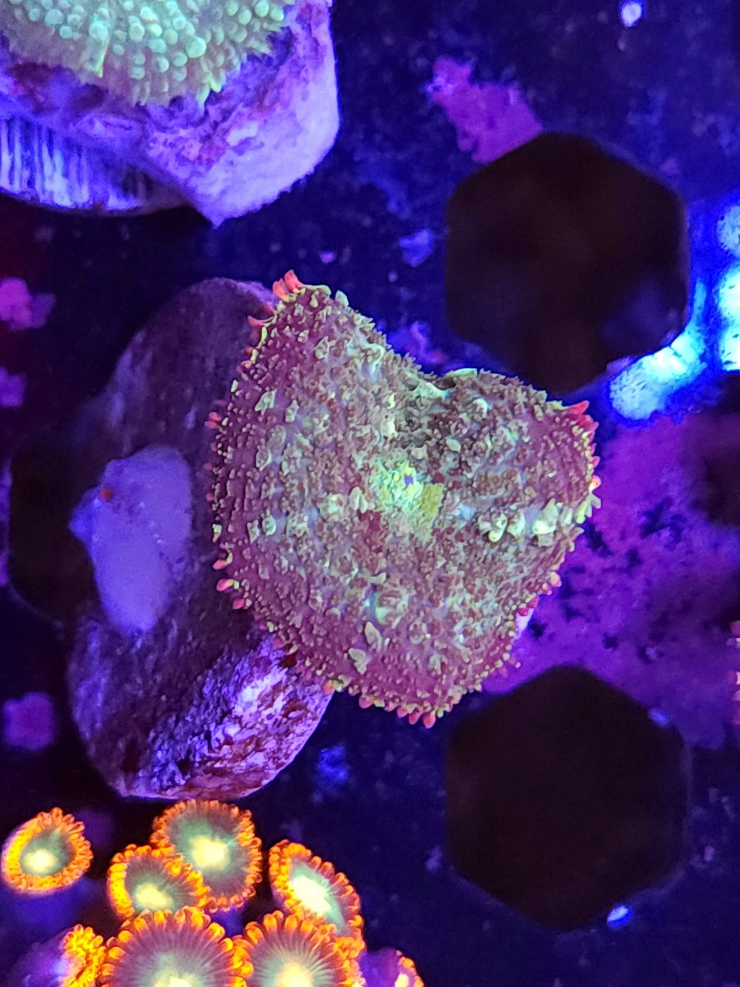 Mardi Gras Mushroom
