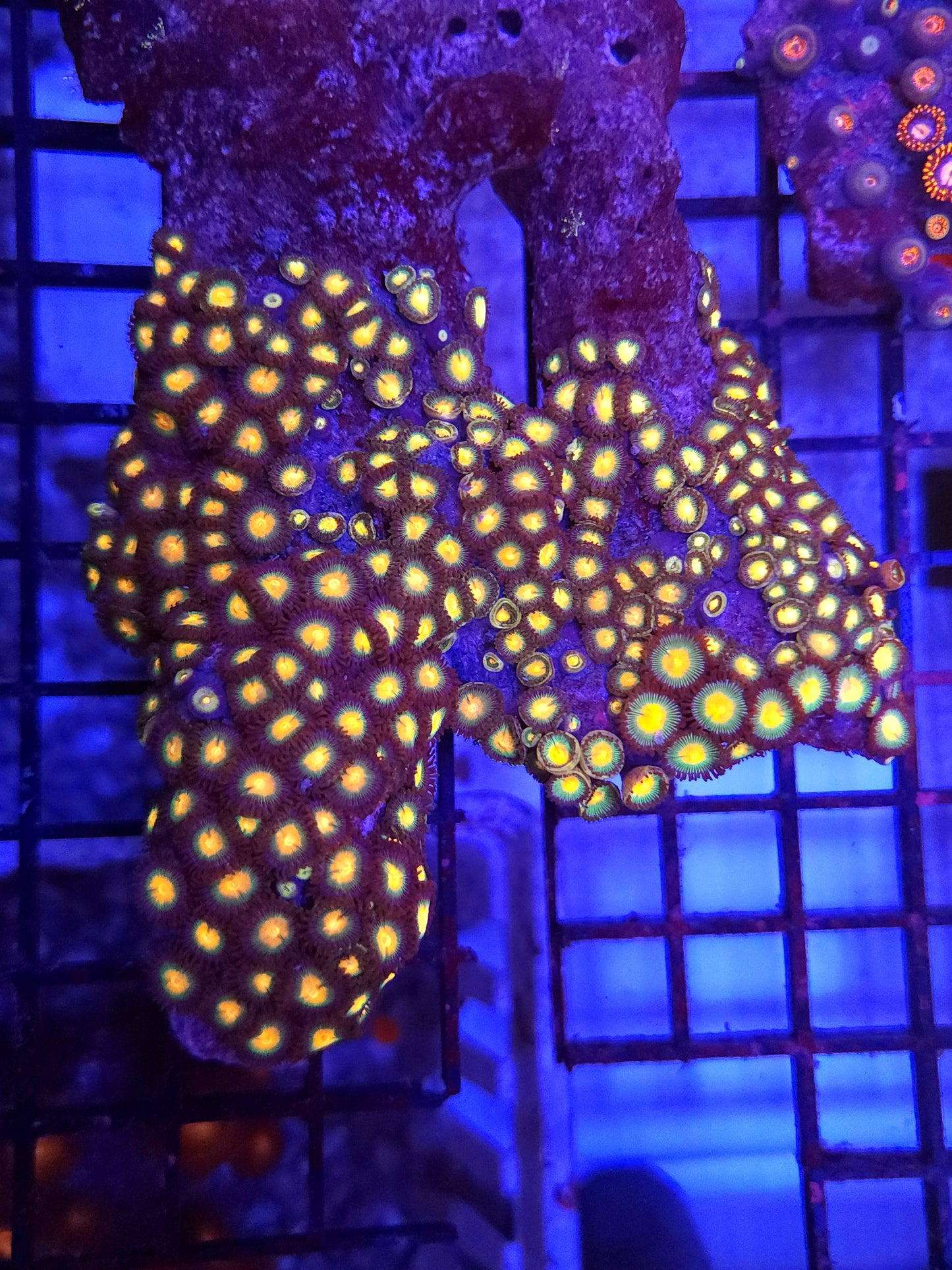 Gorilla Nipples Zoa Colony Rock
