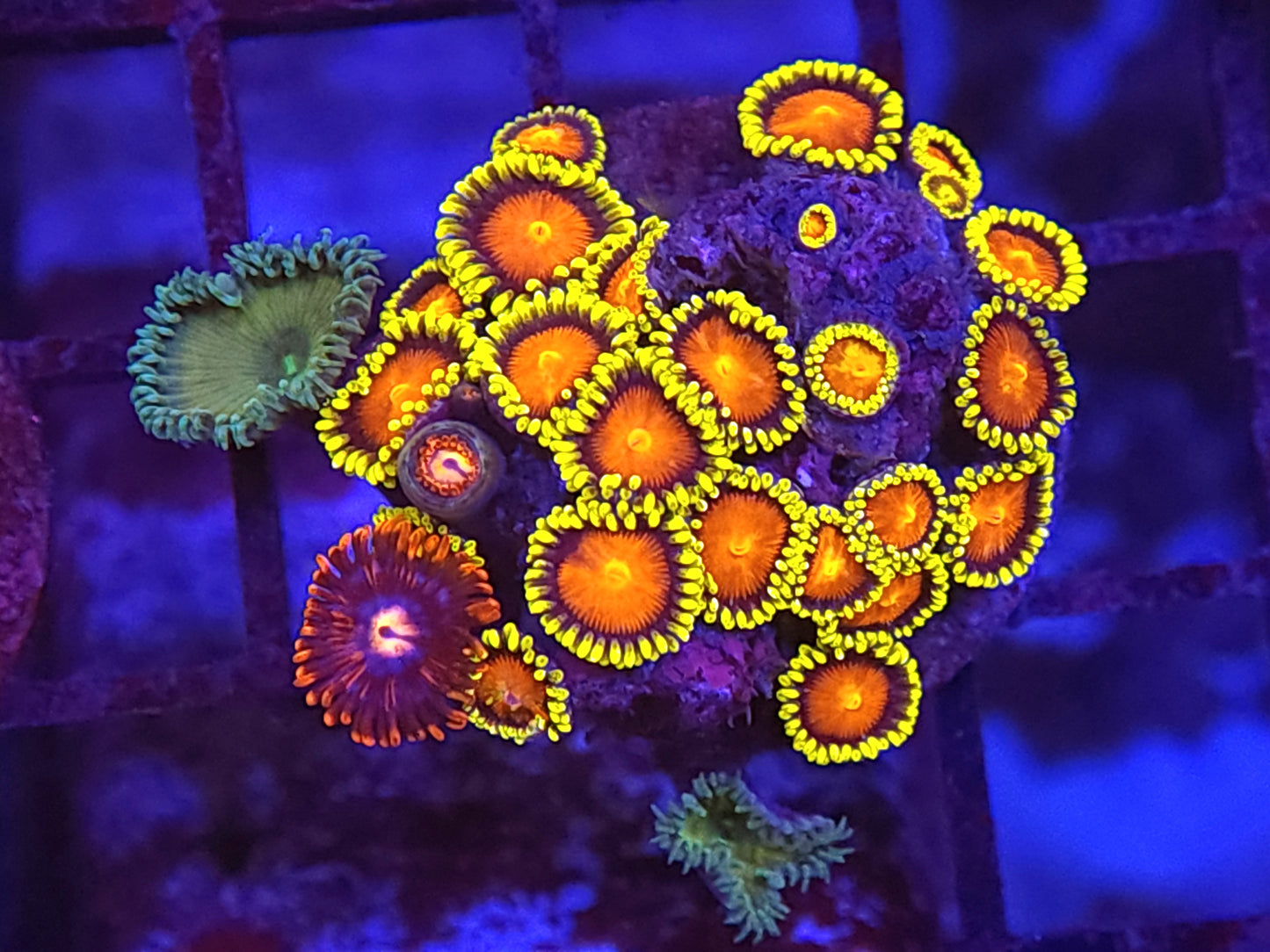 Ultra Dragon Eye Zoa Mix