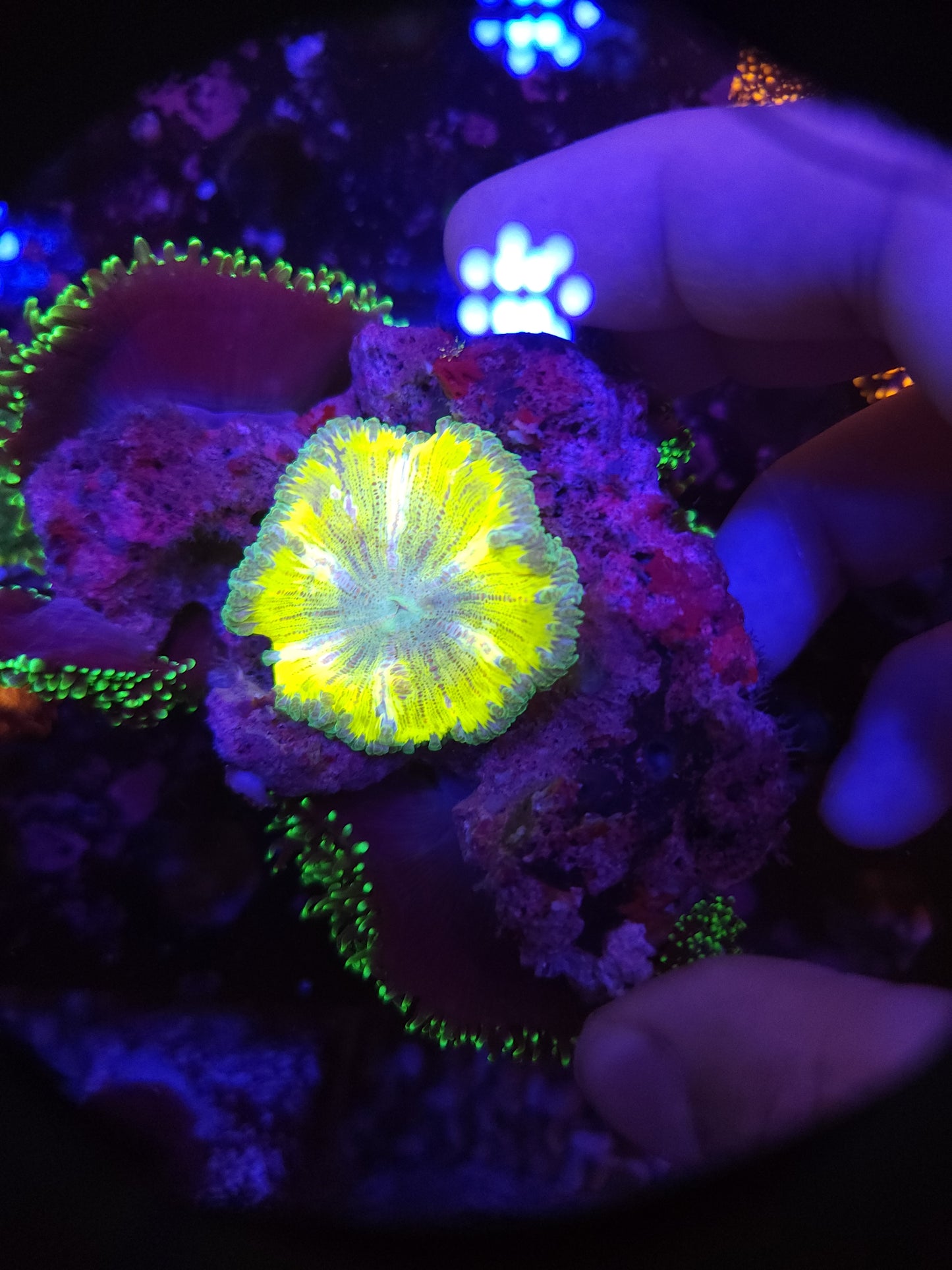 Crazy Neon Hairy Mushroom Colony Rock with Yellow Rock Flower Anemone (Video in pics)