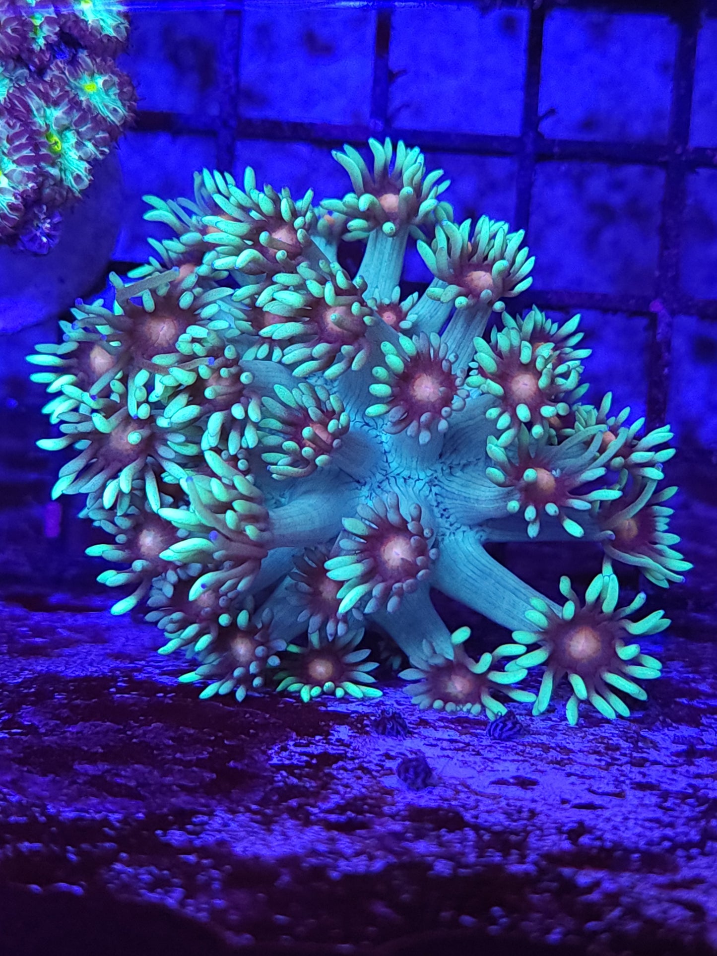Pink Eye Goni Mini Colony