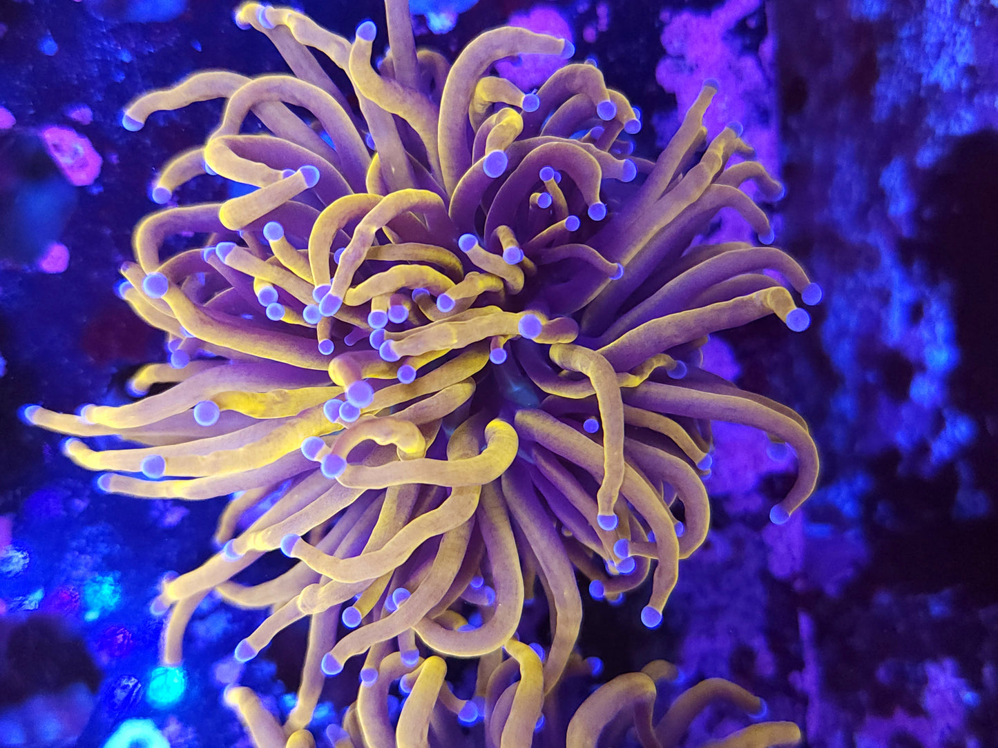 24K Gold Torch (Video in pics)