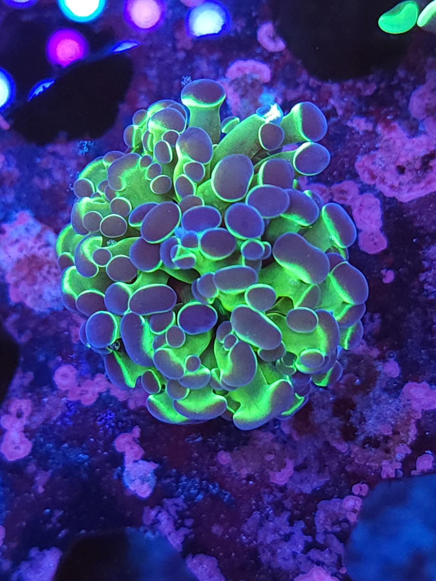 Hologram Frammer