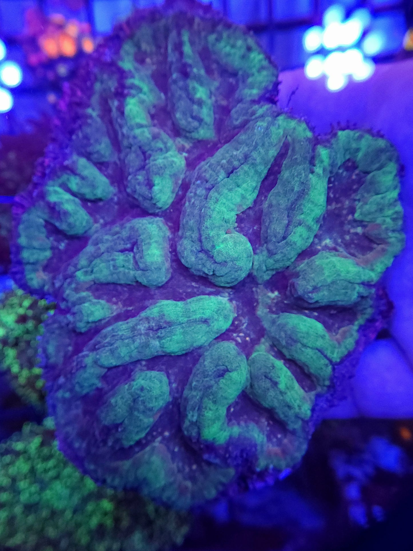 XL Forest Green Symphyllia