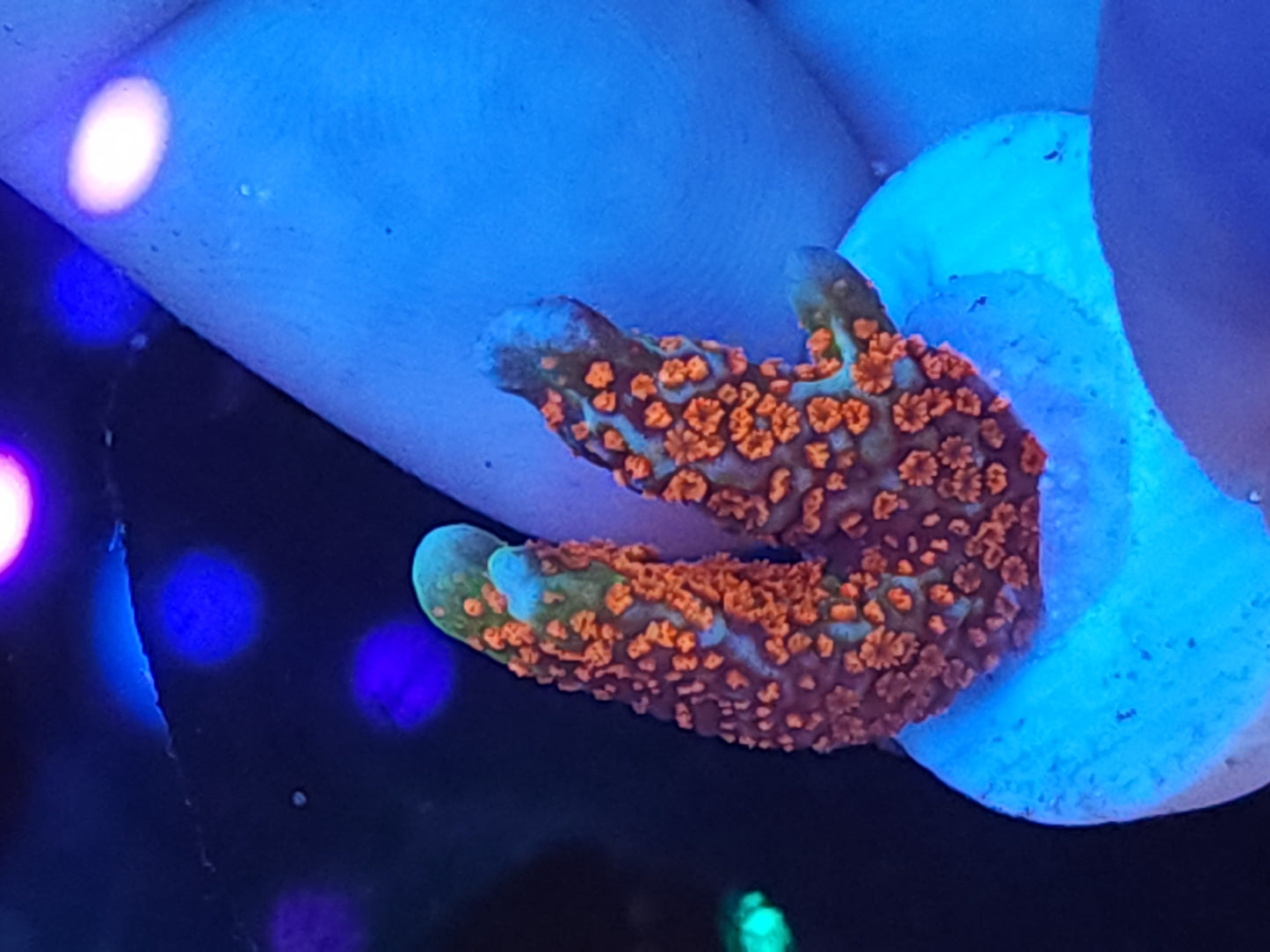 Forest Fire Montipora Digitata