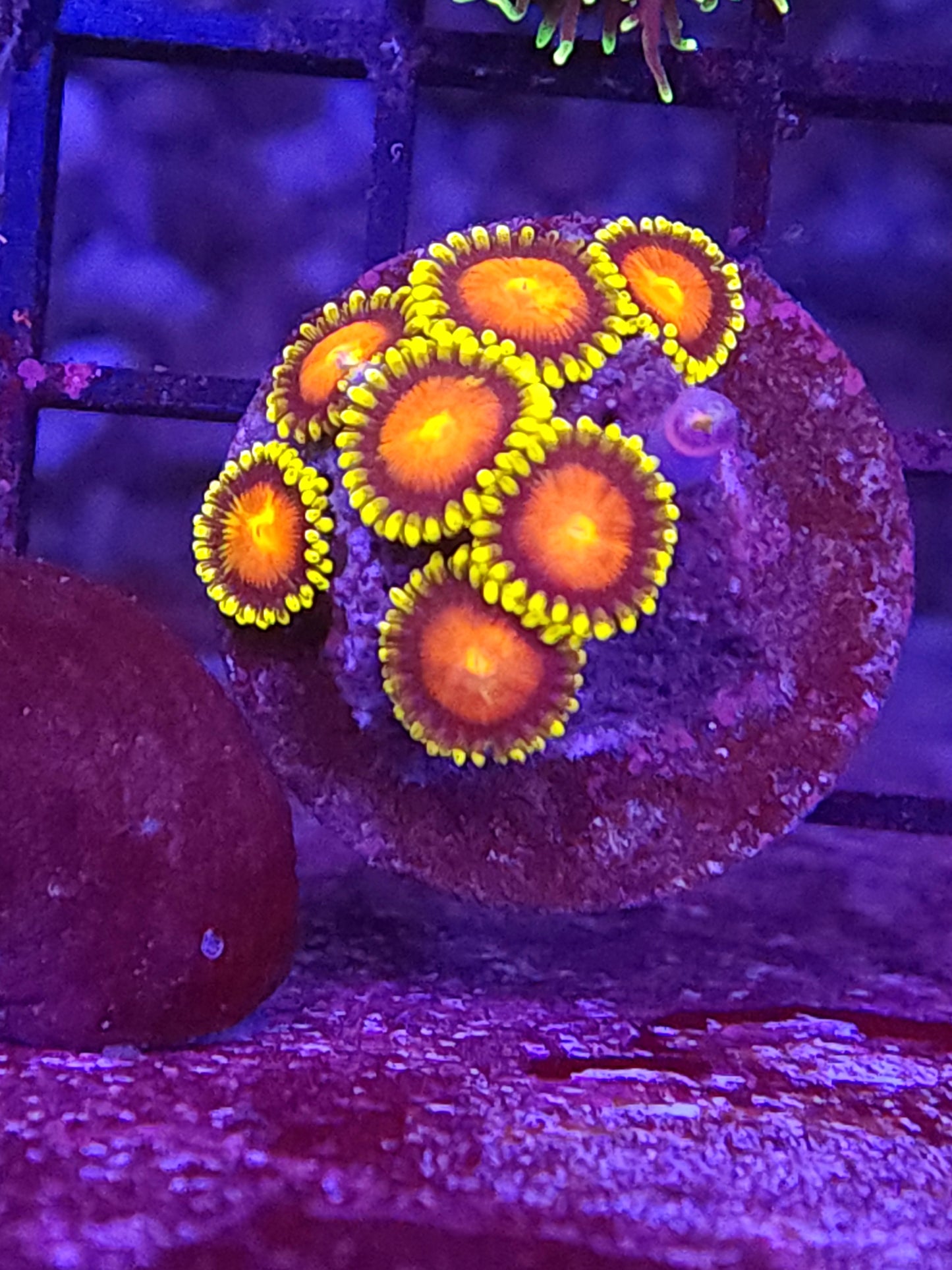 Ultra Dragon Eye Zoas