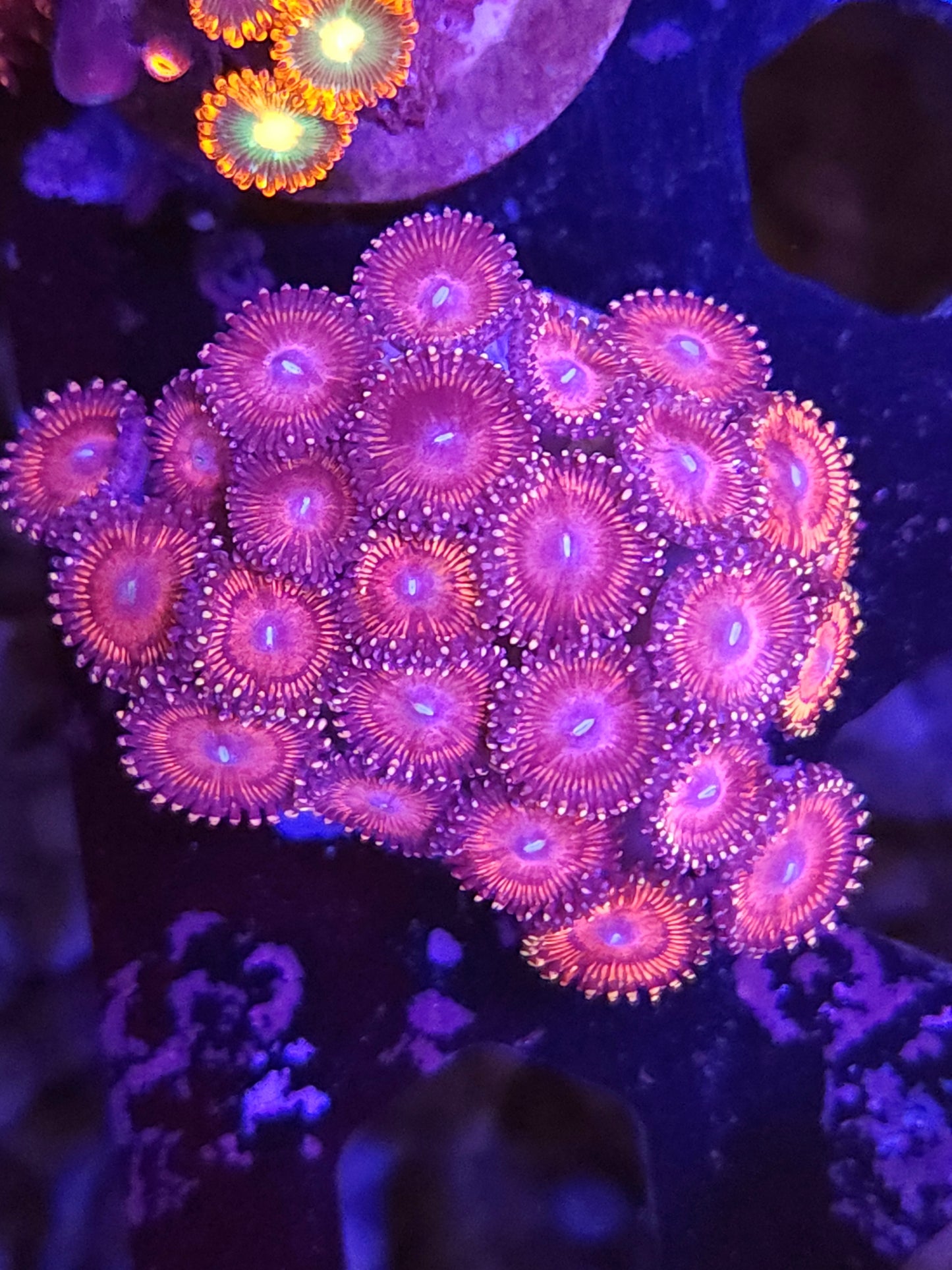 Pink Zoas Mini Colony