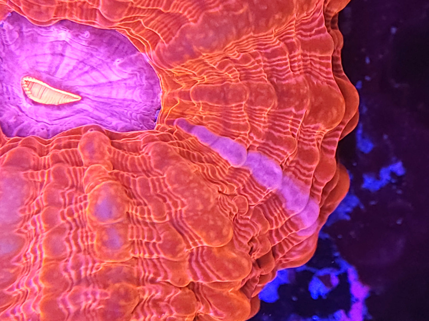 Ultra Pink and Red Indophyllia