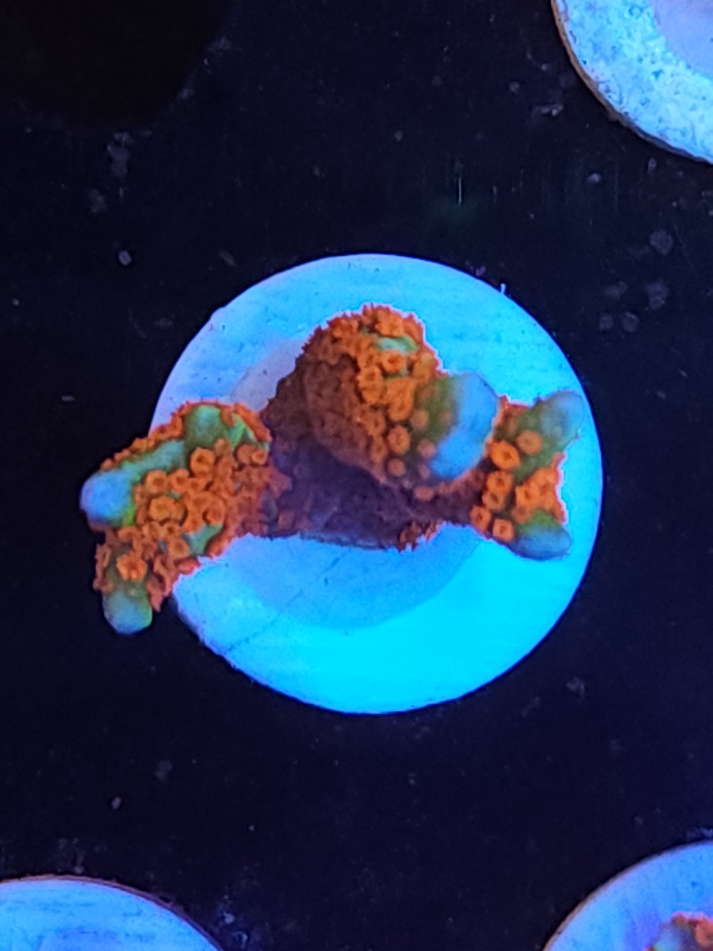 Forest Fire Montipora Digitata