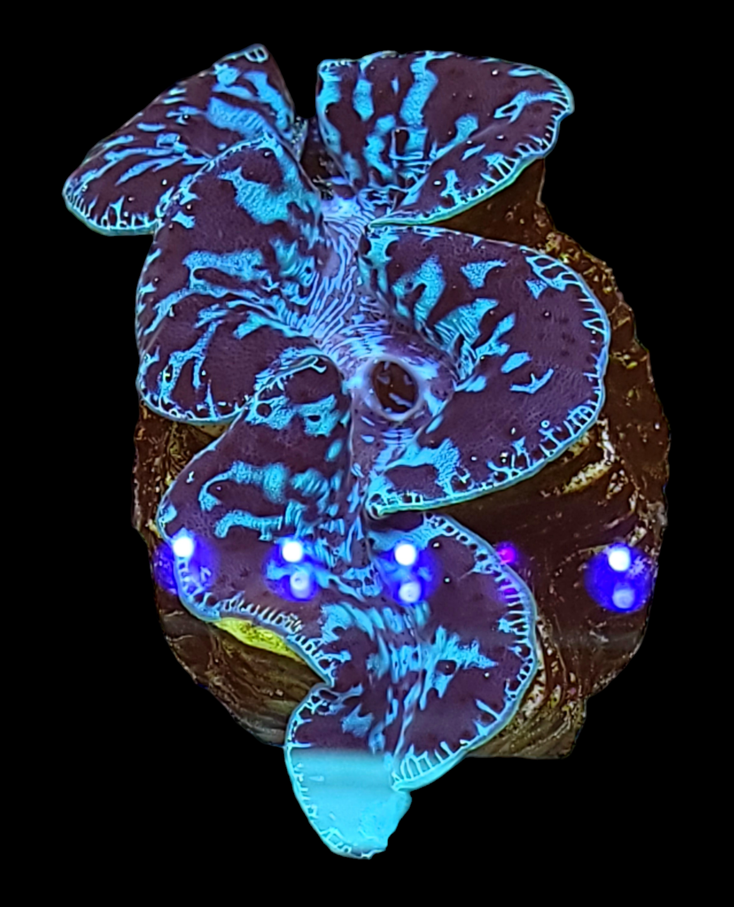 5 6 Inch Ultra Blue Maxima Clam SeaCo Corals