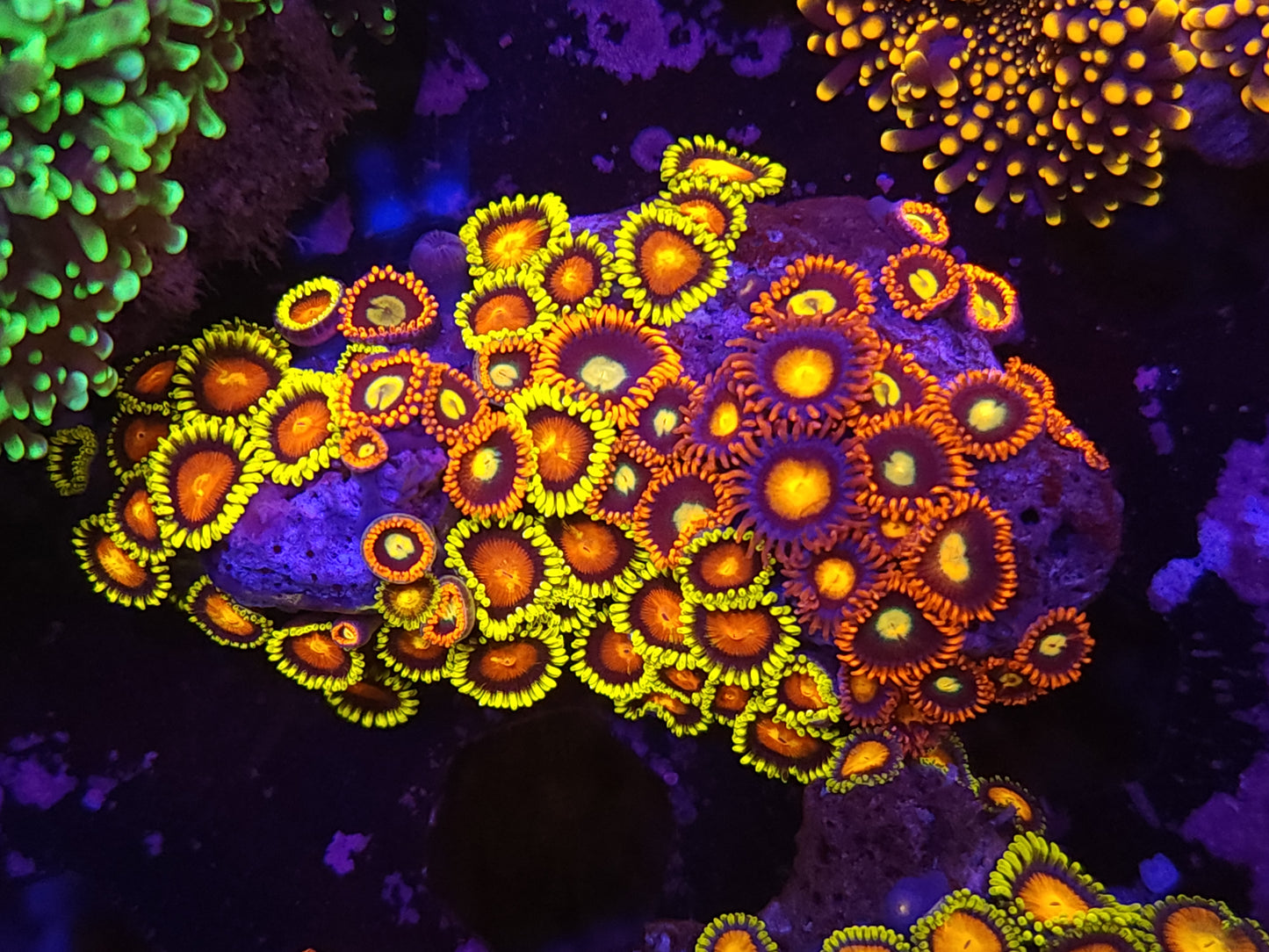 Crazy Bright Mix Zoa Rock