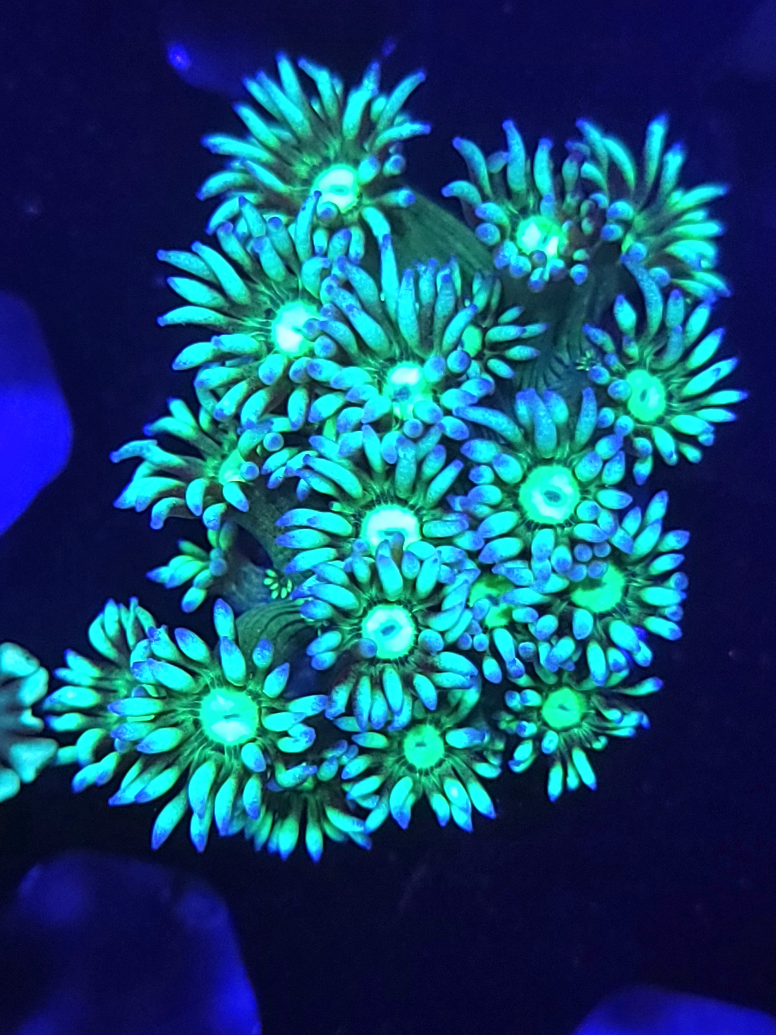 LPS Corals – SeaCo Corals