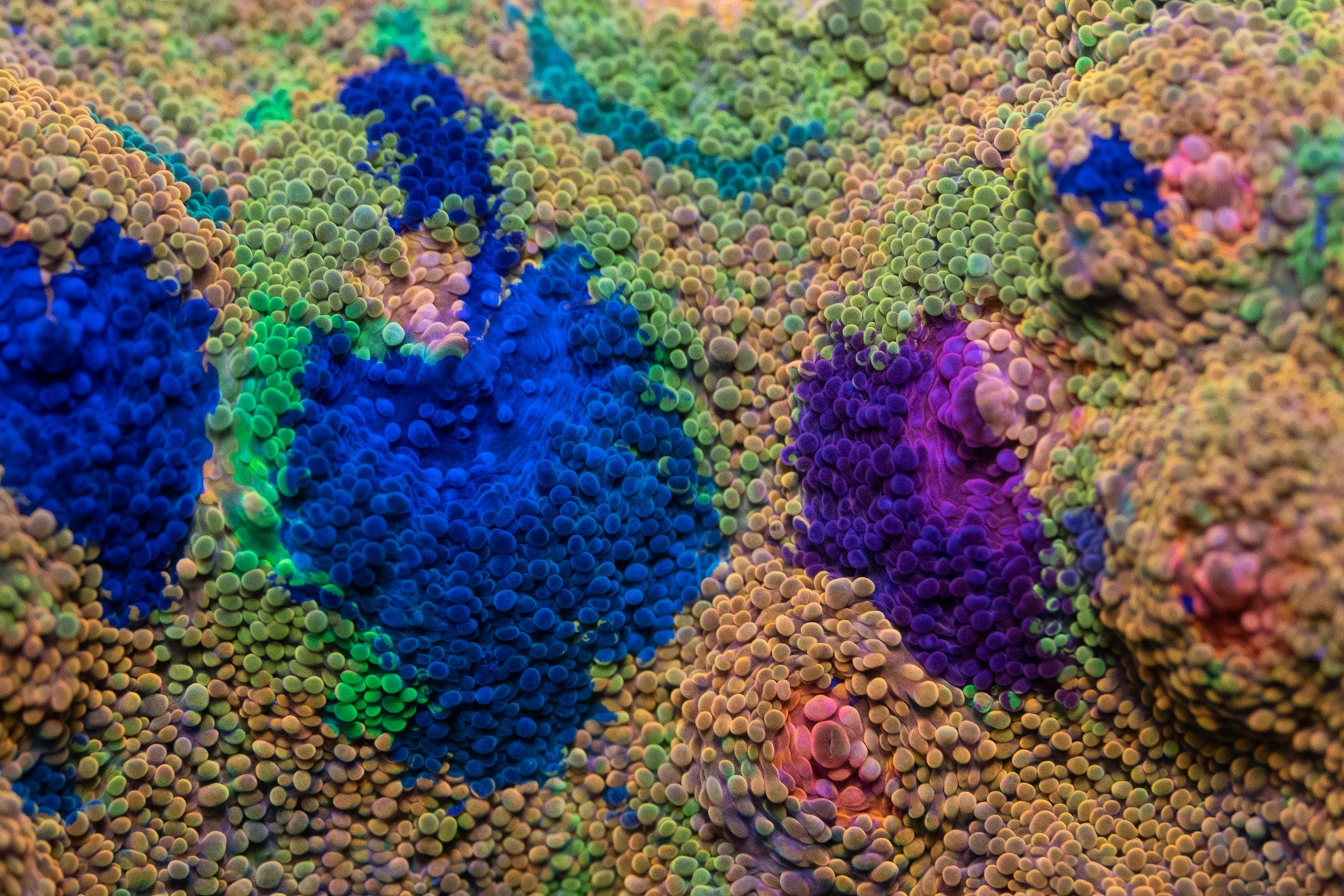 SeaCo Corals - Live Reef Corals, Anemones and Inverts LPS SPS Softies