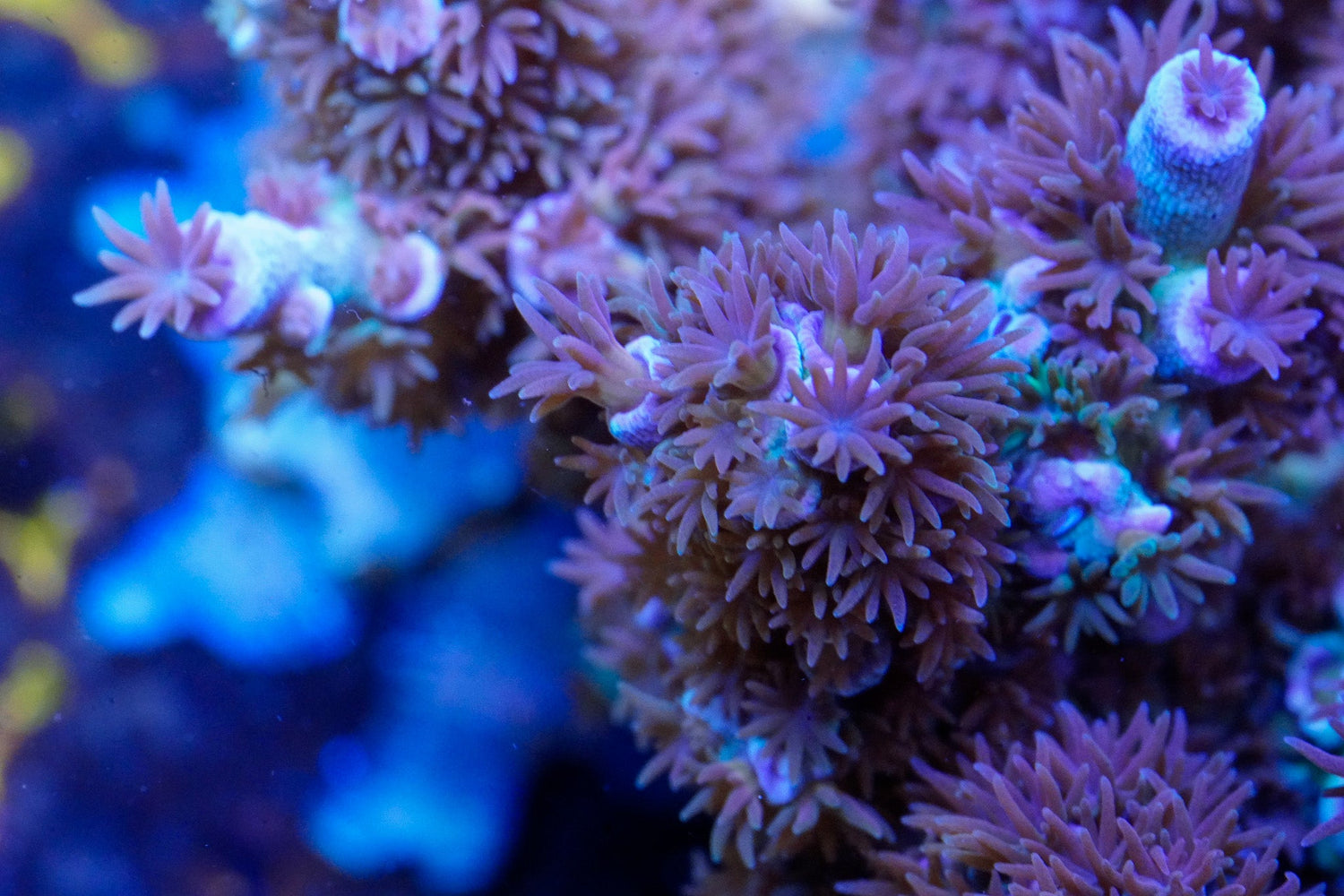 Acropora
