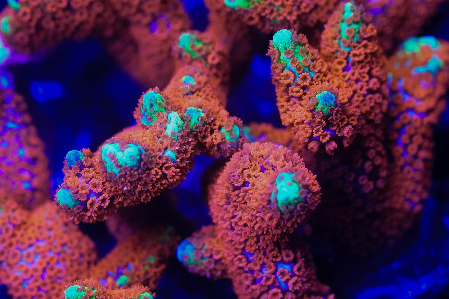 Montipora