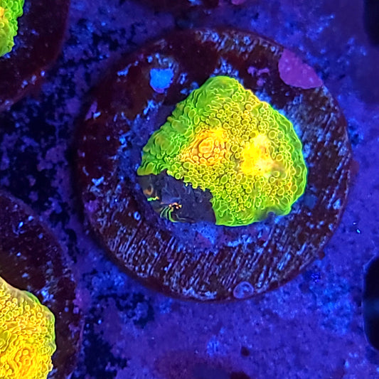 Crayola Meltdown Chalice Crazy Pattern