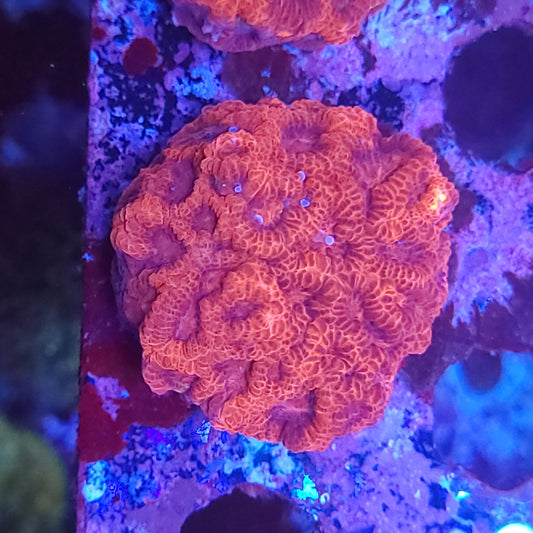 Grownout Inferno Favia