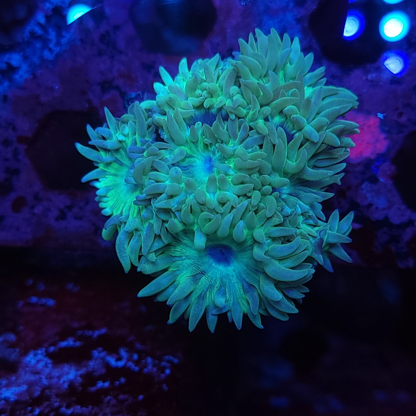 Duncan Mini Colony