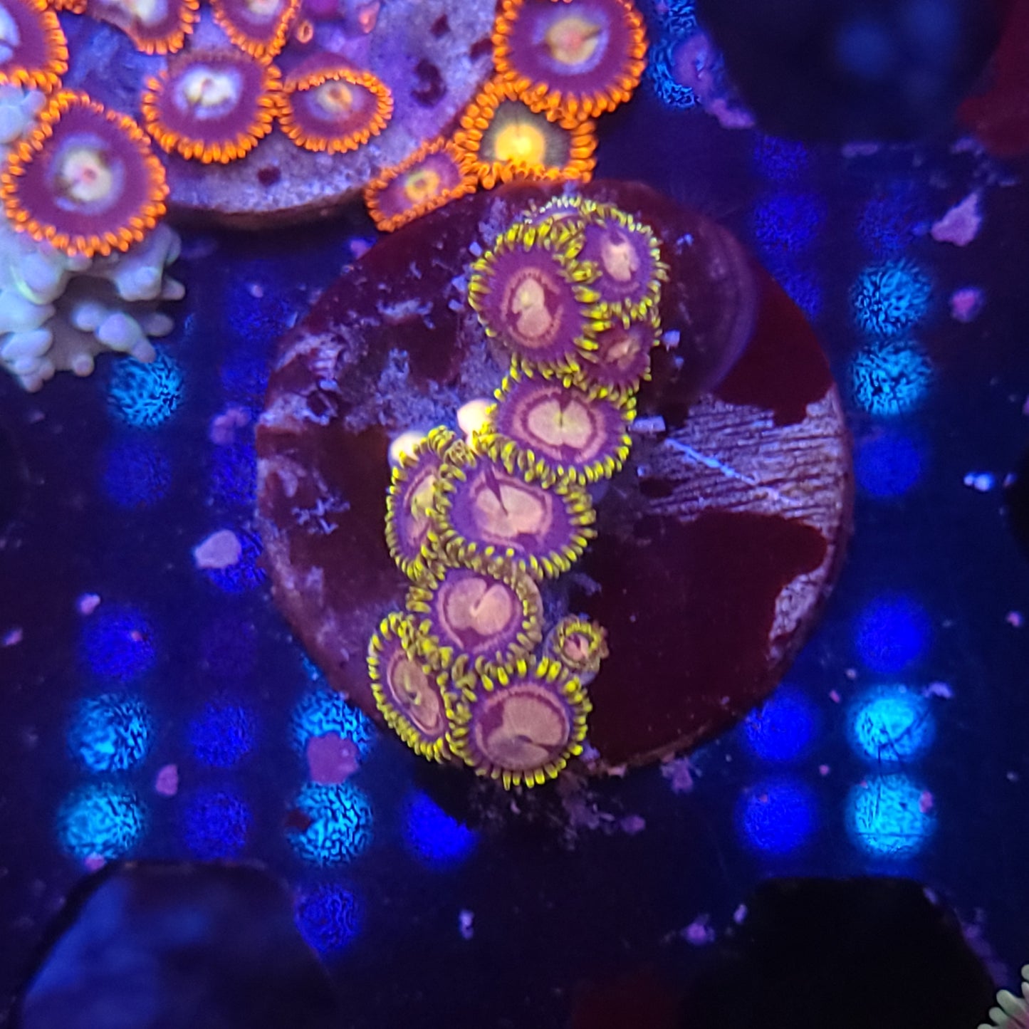 Berry Blast Zoas