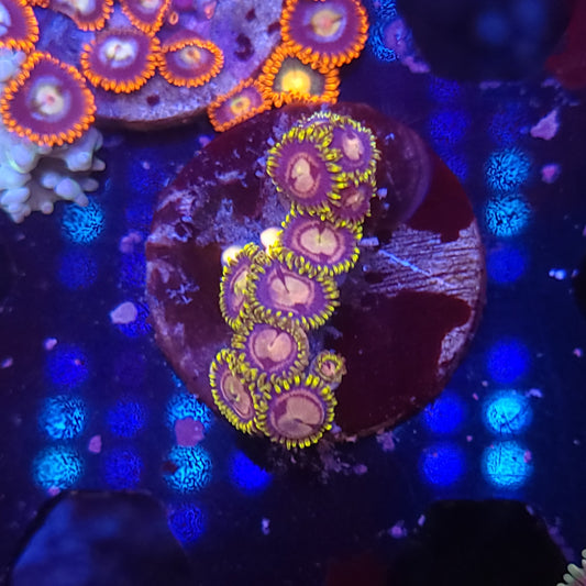 Berry Blast Zoas