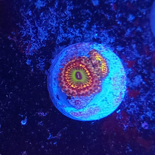 Unicorn Fart Zoas