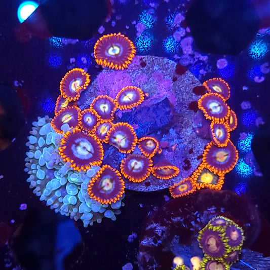 Mellow Yellow Bounce Mushroom and Fire and Ice Zoa combo
