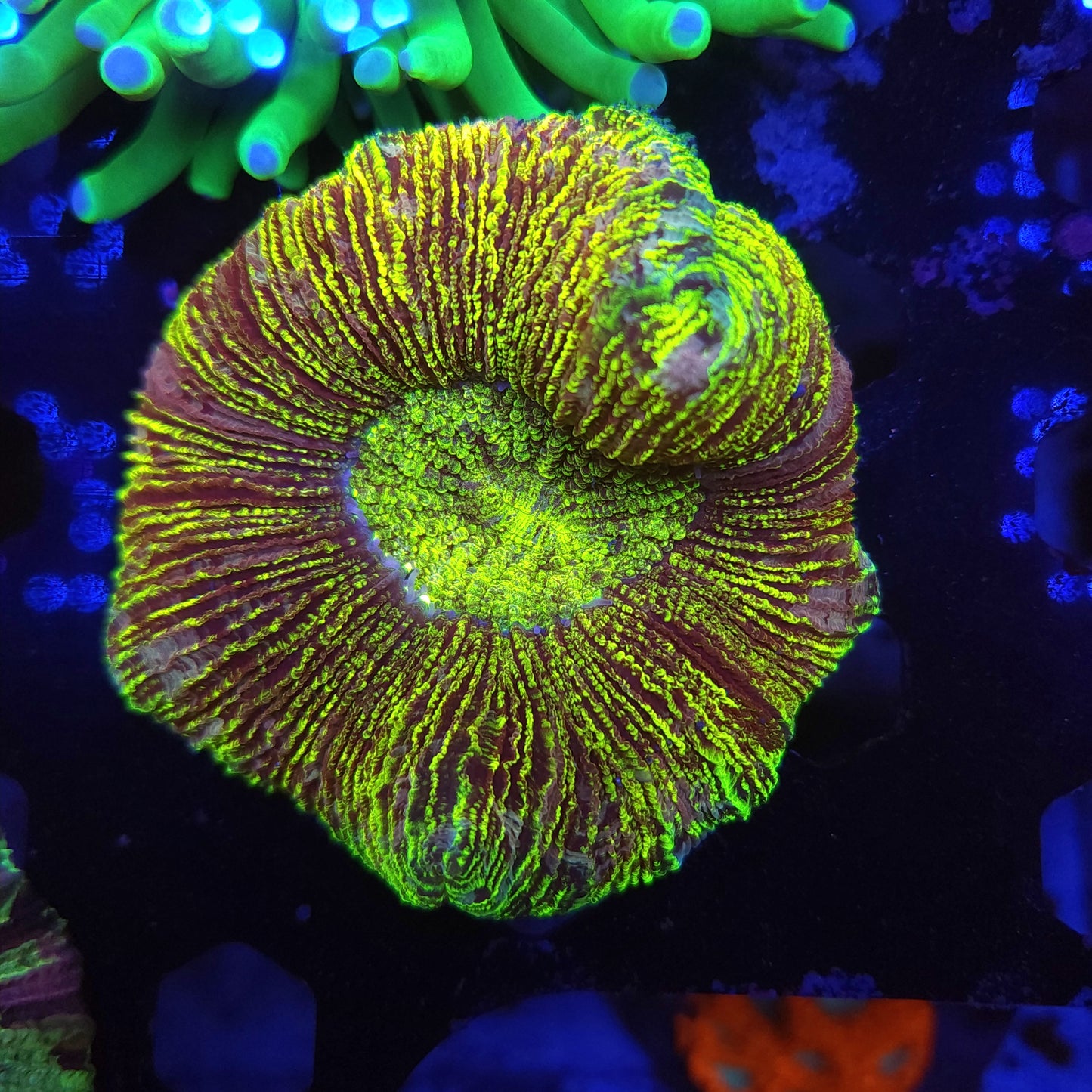 Toxic Striped Trachy