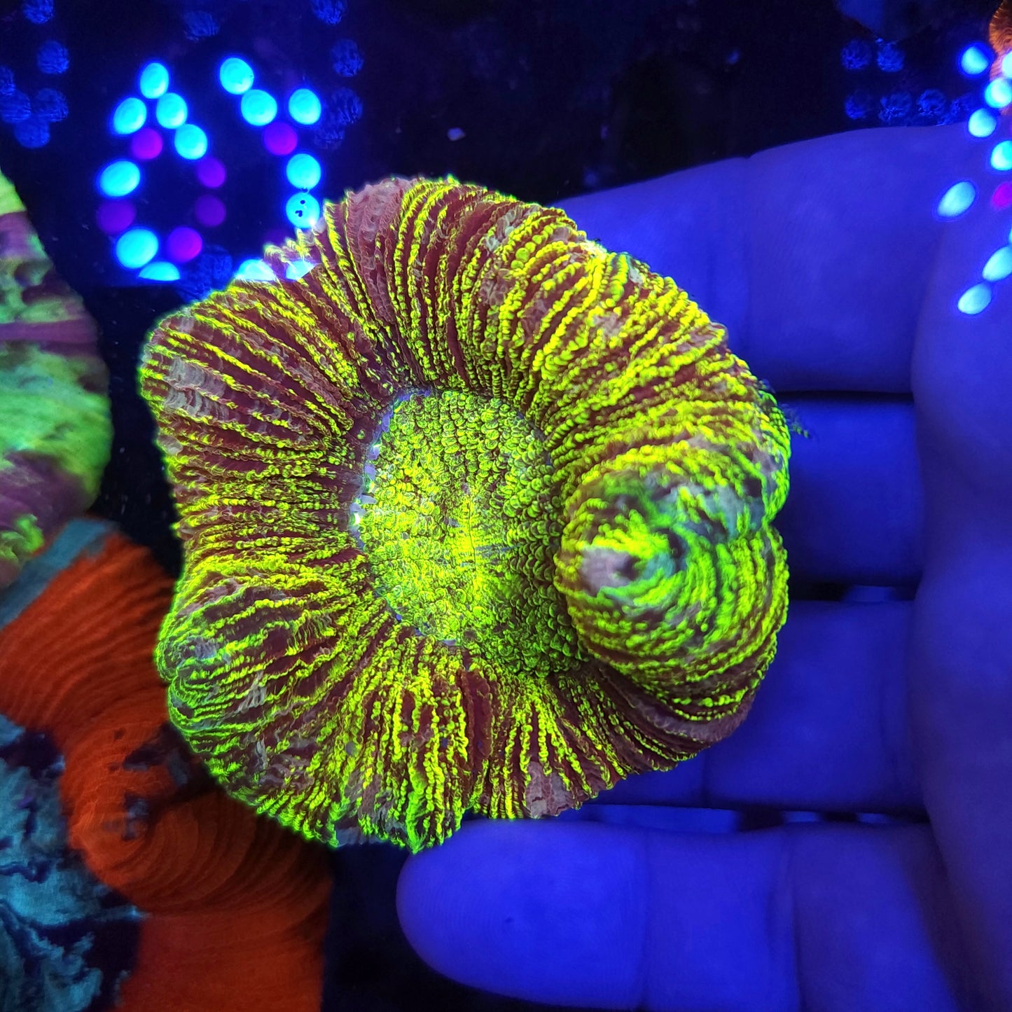 Toxic Striped Trachy