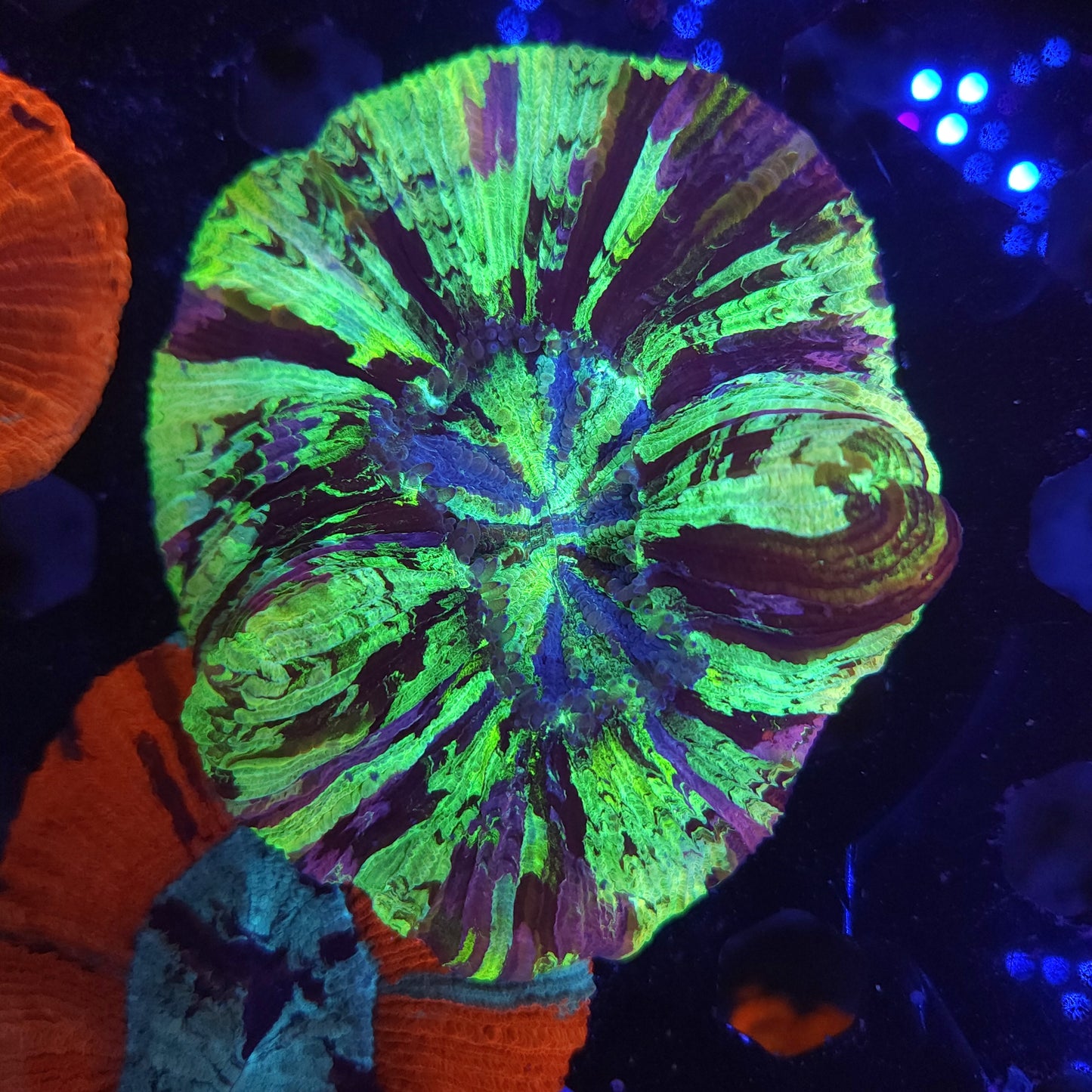 Bright Toxic Splatter Trachy with Pink