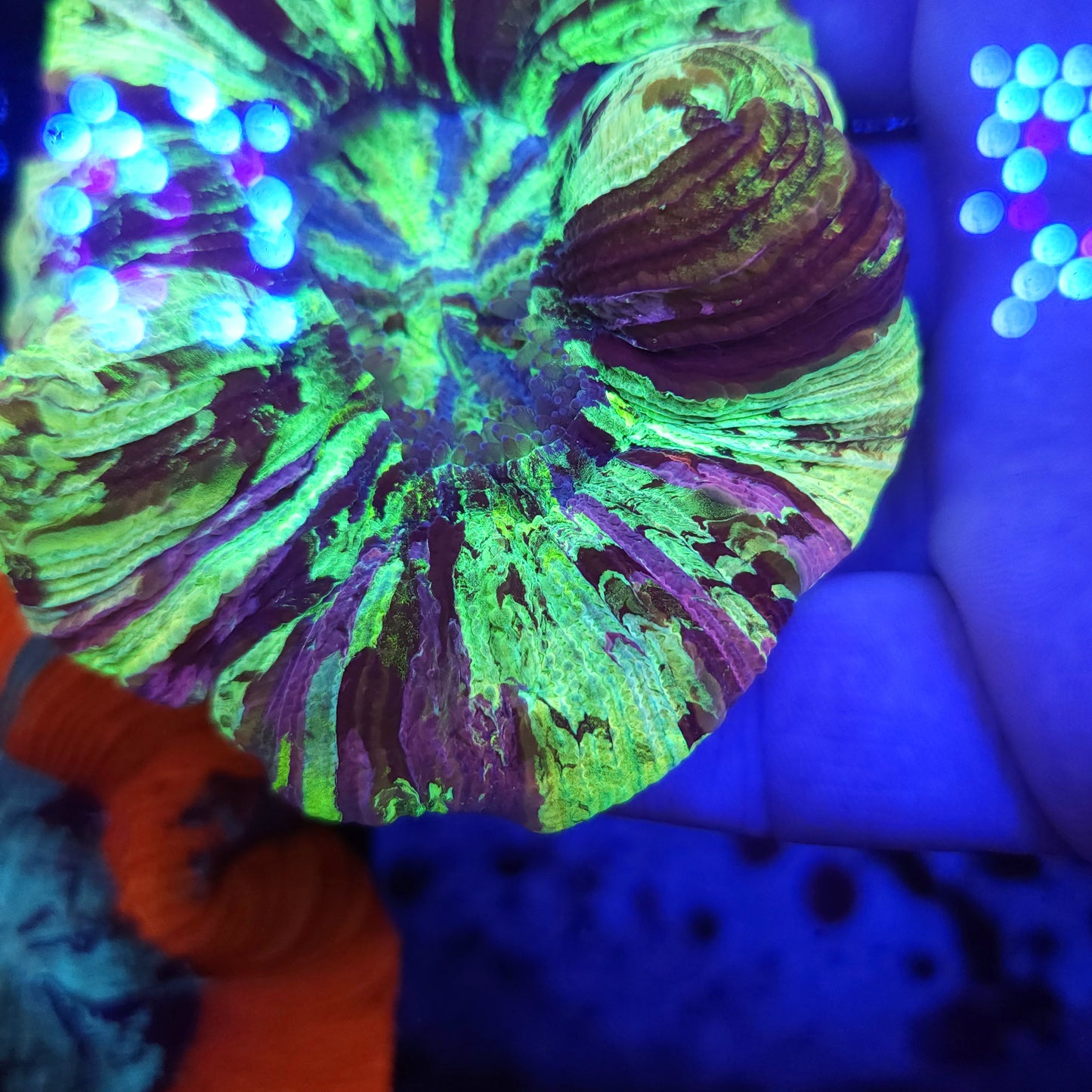 Bright Toxic Splatter Trachy with Pink