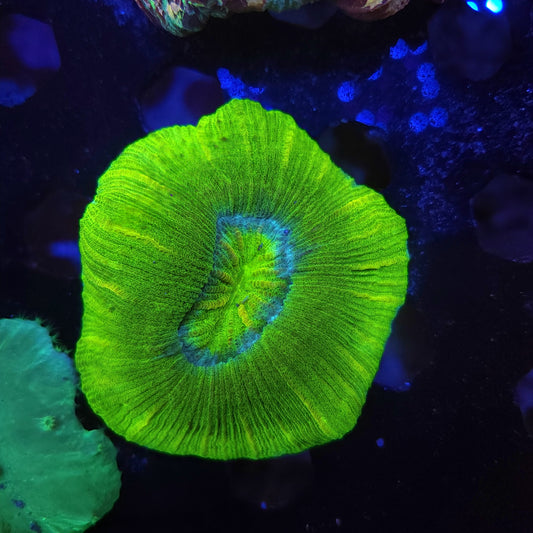 Bright Green Trachy